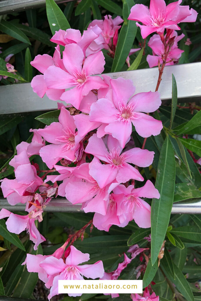 A photo from oleander flower in pink by nataliaoro