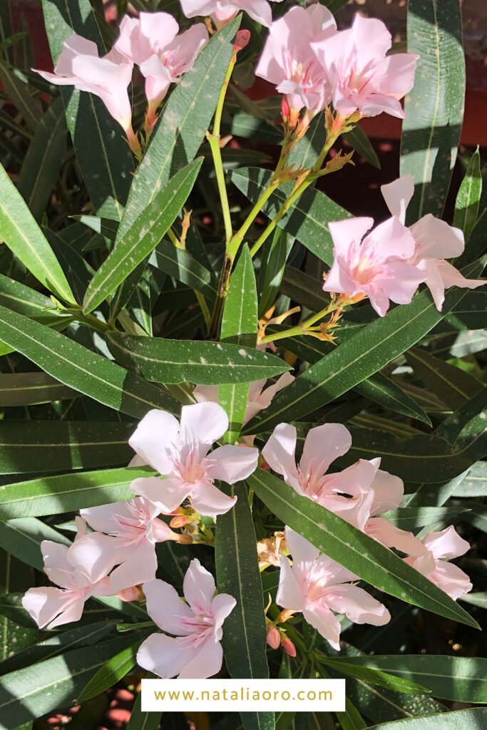 A photo from oleander flower in light pink by nataliaoro