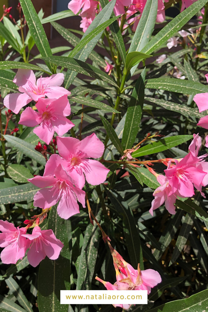 A photo from oleander flower in bright pink by nataliaoro