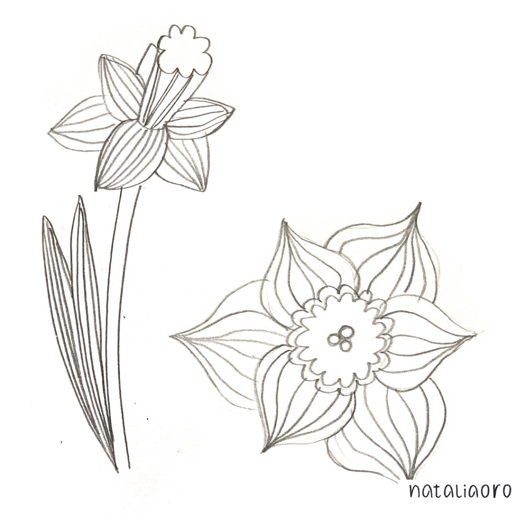 A daffodil sketch drawn by heart, nataliaoro